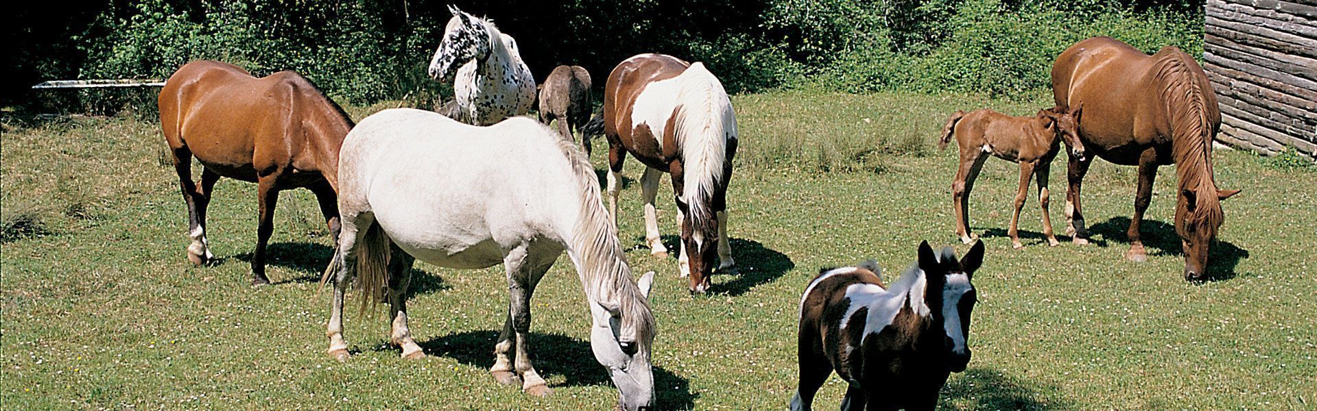 Excursió a cavall a la Garrotxa sortida d'un dia a Santa Pau