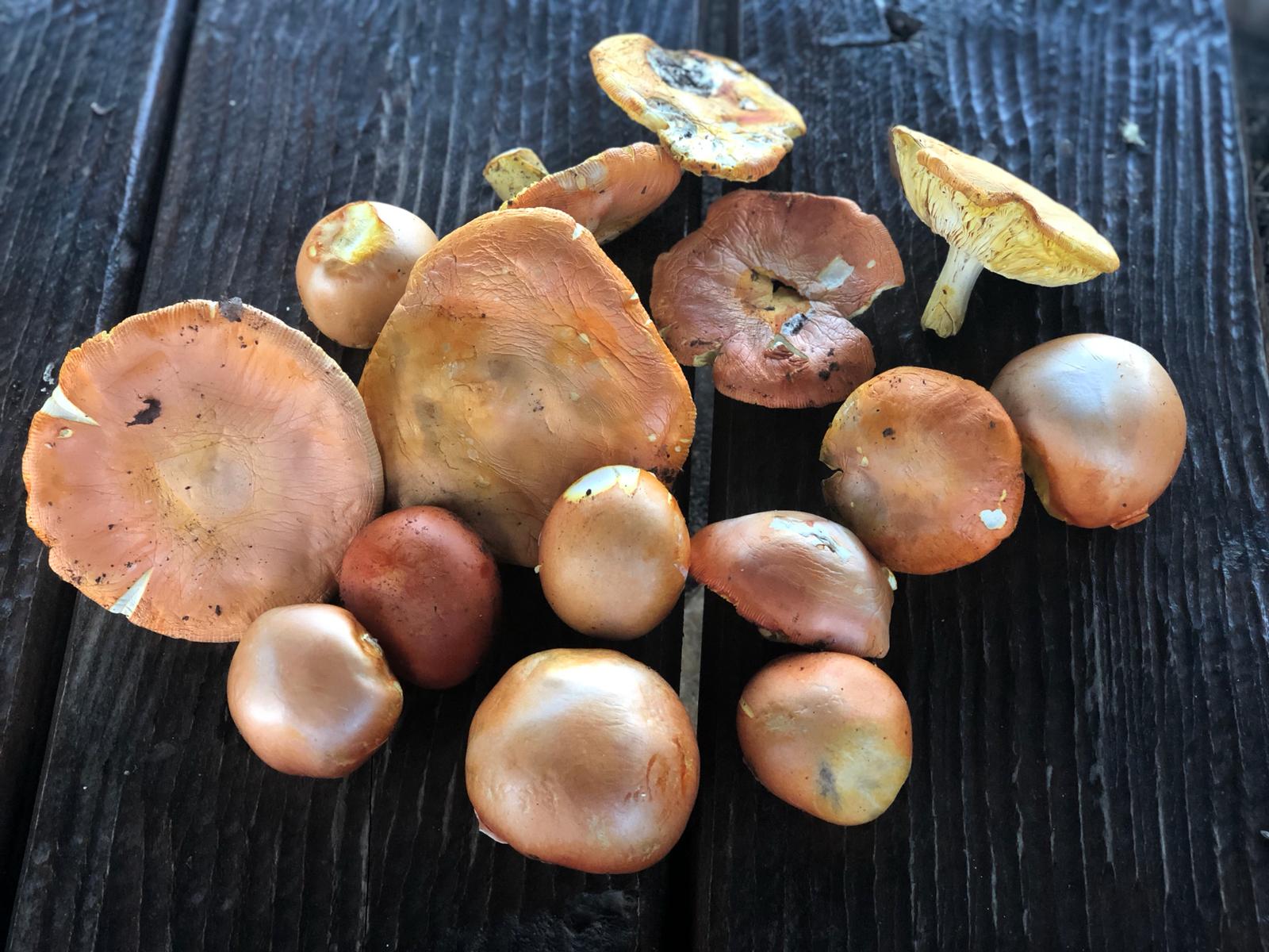 Bolets a la tardor