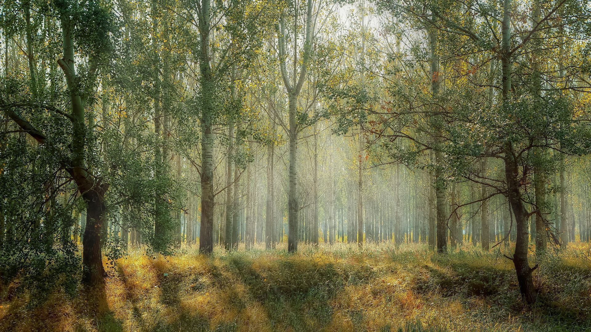 natura i beneficis al caminar