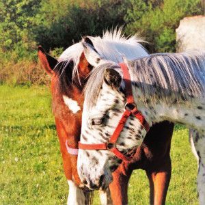 cavalls Appaloosa com activitat a la Fageda d'en Jorda