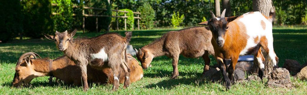 visitar granja en santa pau