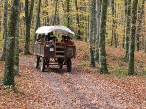 passeig per la fageda
