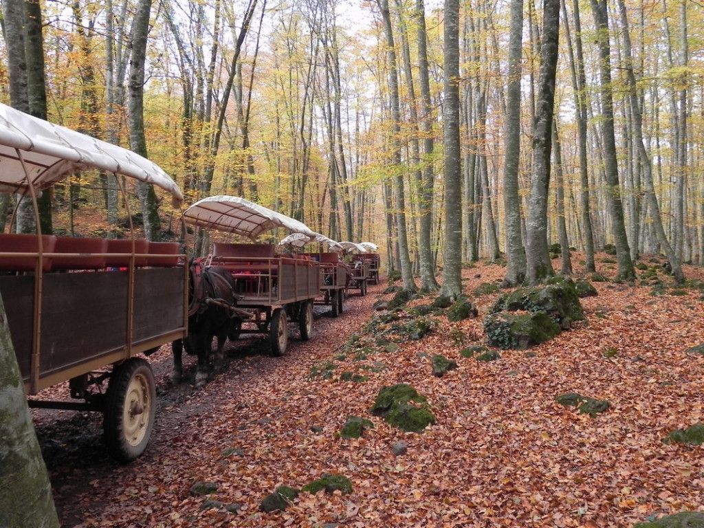 carruatges i cavalls per la fageda