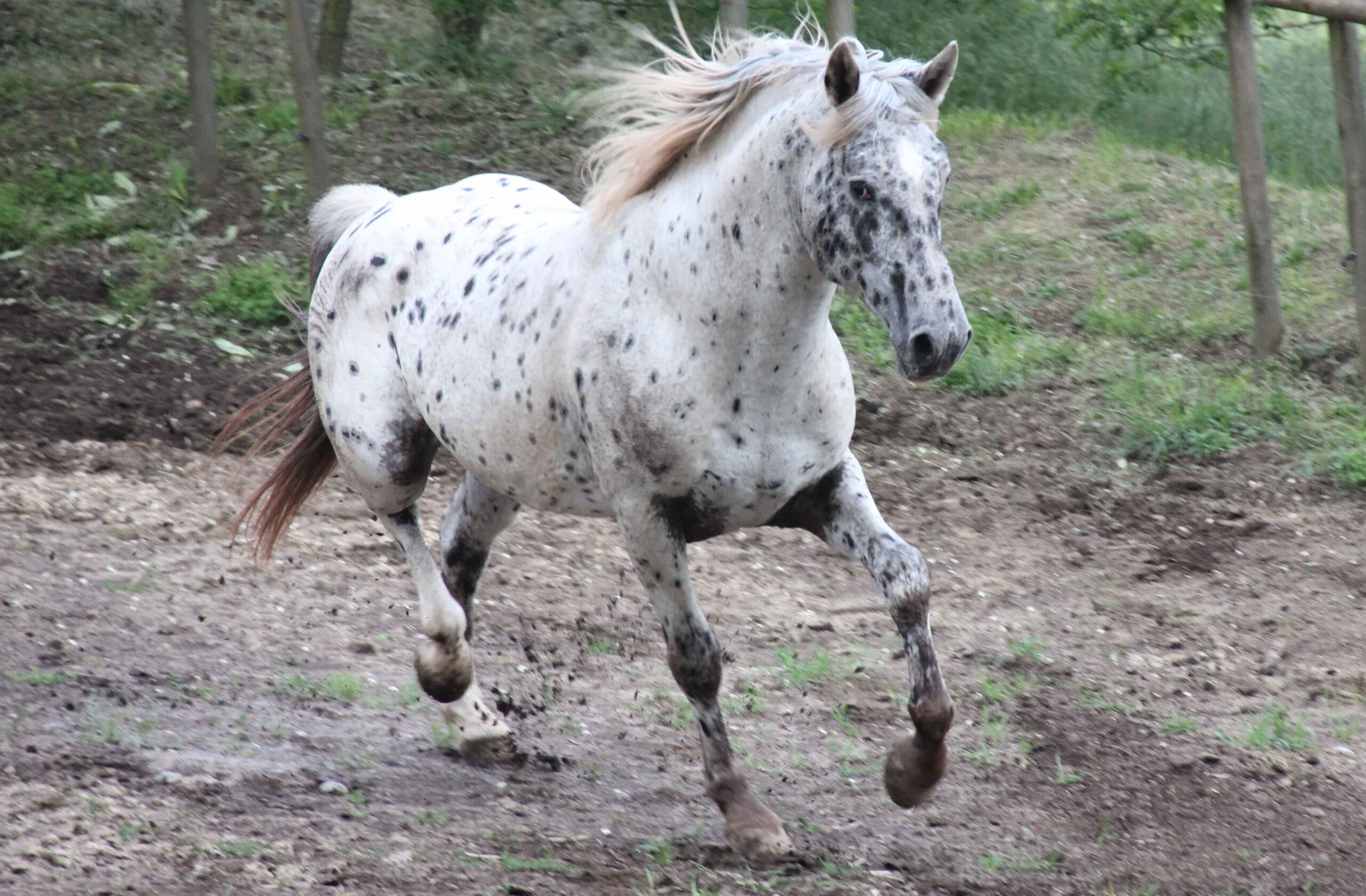 Races de cavalls