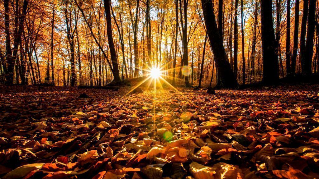 fageda d'en jordà otoño