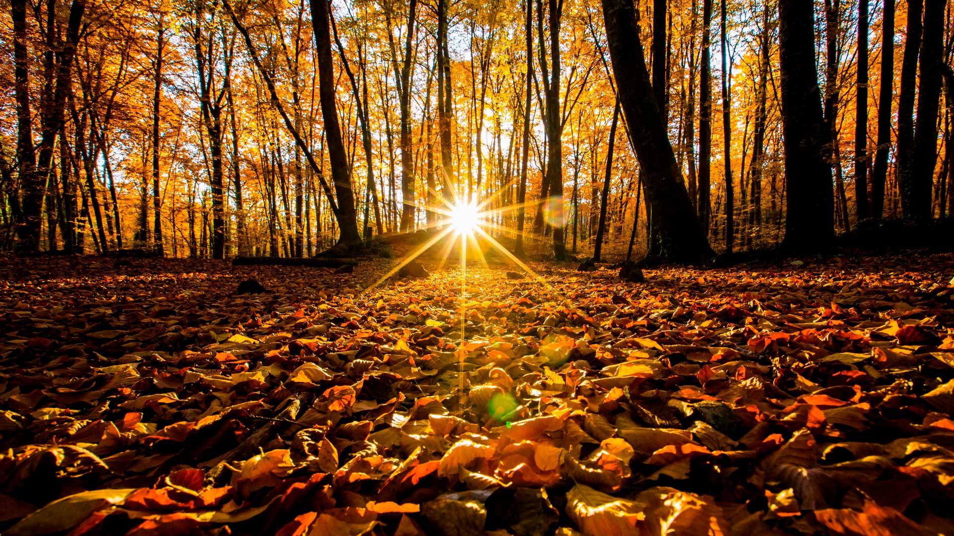fageda d'en jordà otoño