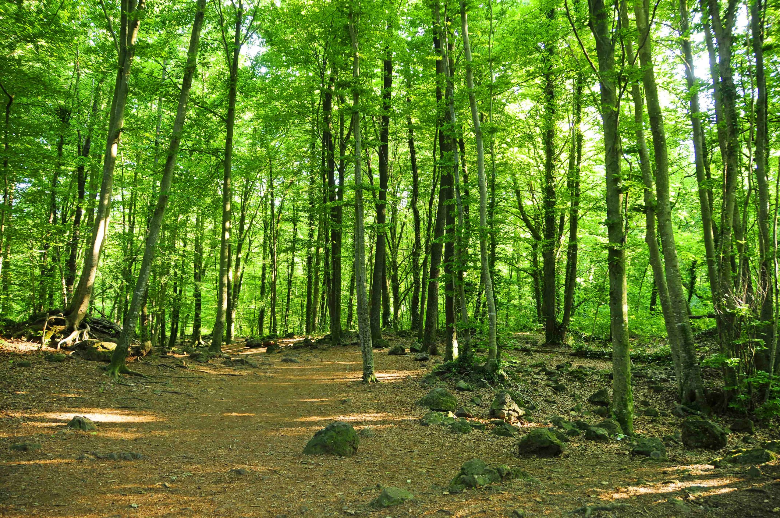 La Fageda d'en Jordà