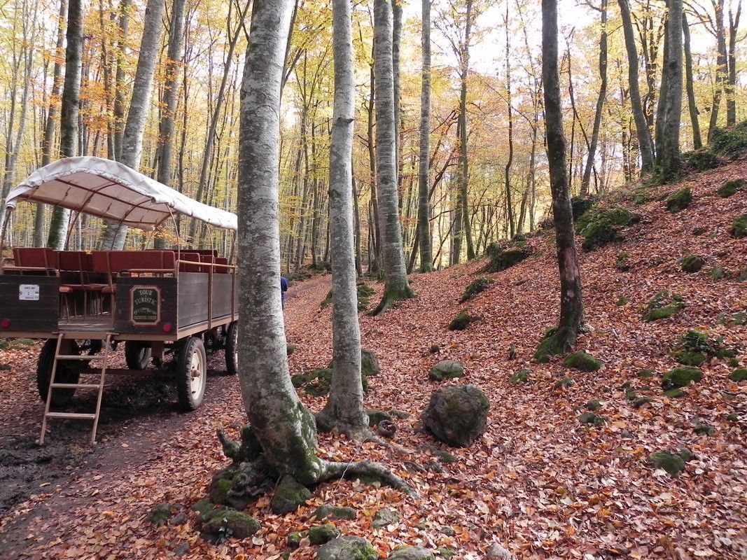 activitats_garrotxa_carros_fageda05