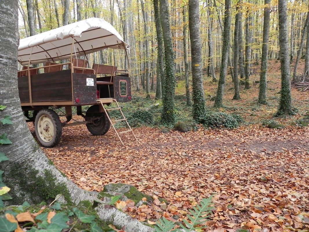 activitats_garrotxa_carros_fageda08