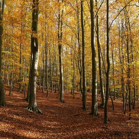 fageda jorda 1 (1)