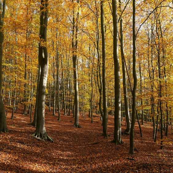 fageda jorda 1