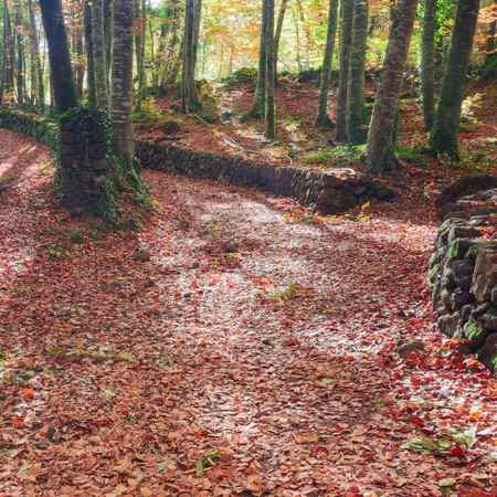 fageda jorda 4