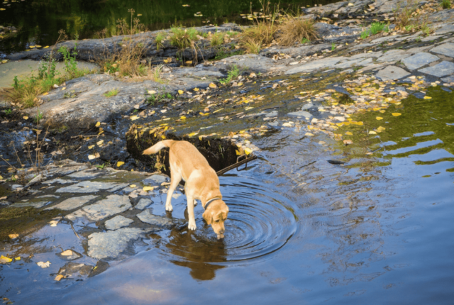 Així pots descobrir la garrotxa amb mascotes